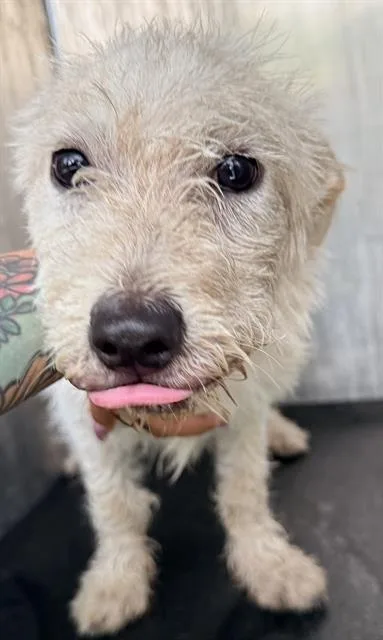 A baby small-sized male Terrier dog named Teddy for adoption in San Antonio, TX