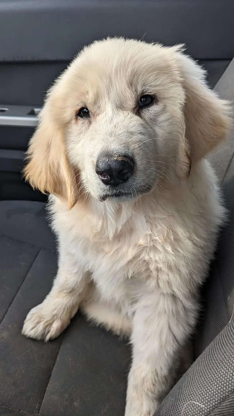 Lulu