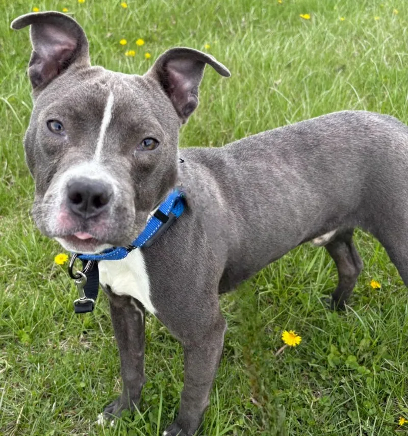 A baby medium-sized male Pit Bull Terrier dog named Devo for adoption in Sandusky, OH