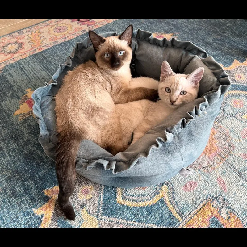 A baby medium-sized male Cream / Ivory Siamese cat named Luigi for adoption in Ashland, OR