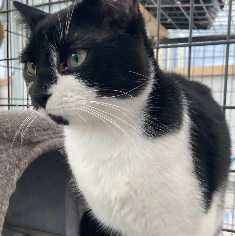 An adult medium-sized male Black Domestic Short Hair cat named Fozzy for adoption in Taos, NM