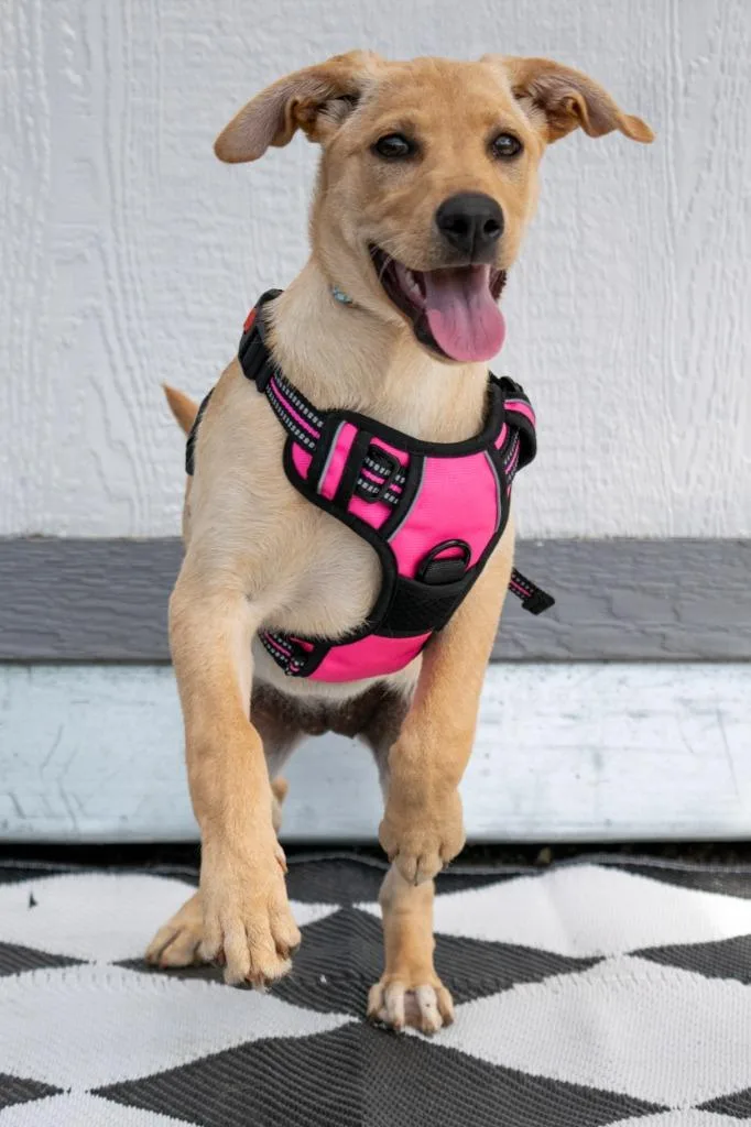 A baby medium-sized female Yellow Labrador Retriever dog named Chrissy for adoption in Savage, MN