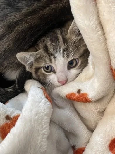 A baby medium-sized male Domestic Short Hair cat named Faye for adoption in Chatsworth, CA