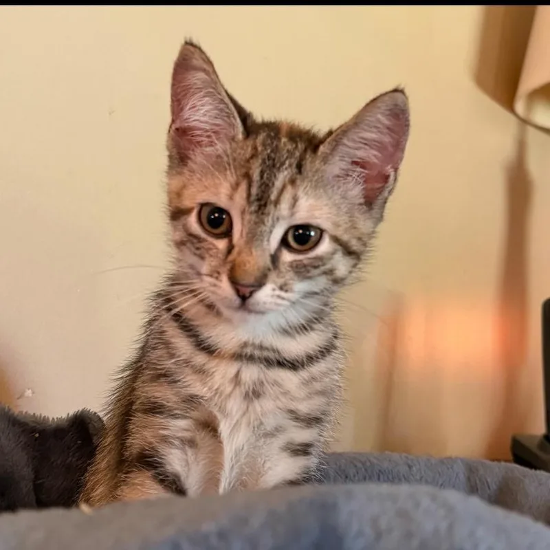 A young small-sized female Brown / Chocolate Domestic Short Hair cat named Jules for adoption in Bensalem, PA