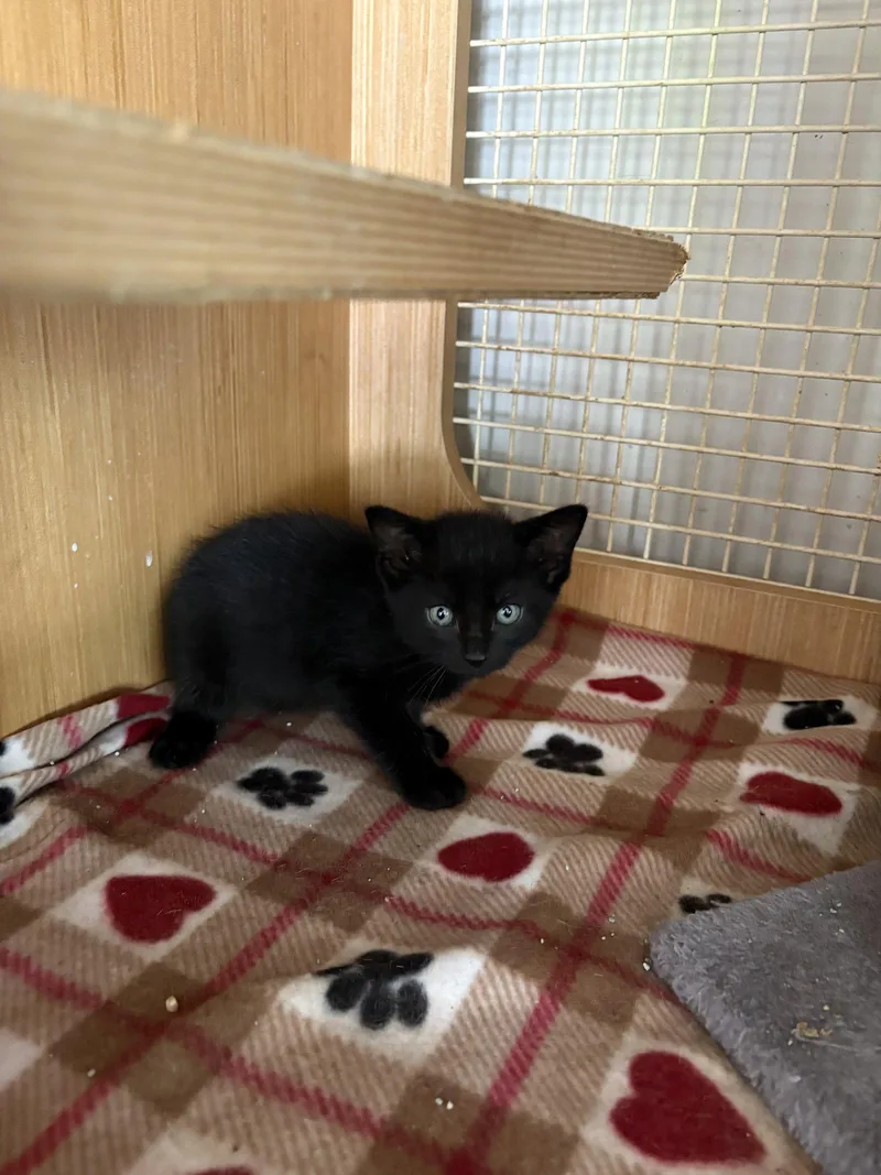 A young medium-sized male Black Domestic Short Hair cat named Alister for adoption in White Bluff, TN