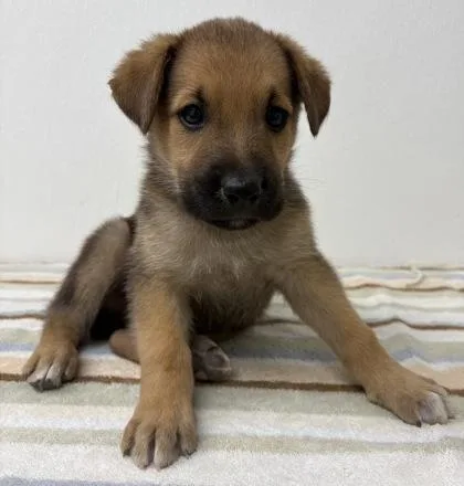 A young medium-sized male Shepherd dog named Thomas for adoption in Phoenix, AZ