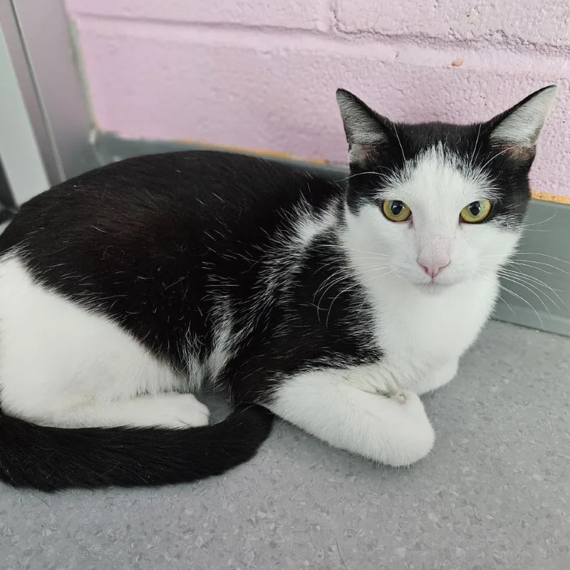 A young medium-sized male Black Domestic Short Hair cat named Kemal Jr for adoption in Lakewood, CO