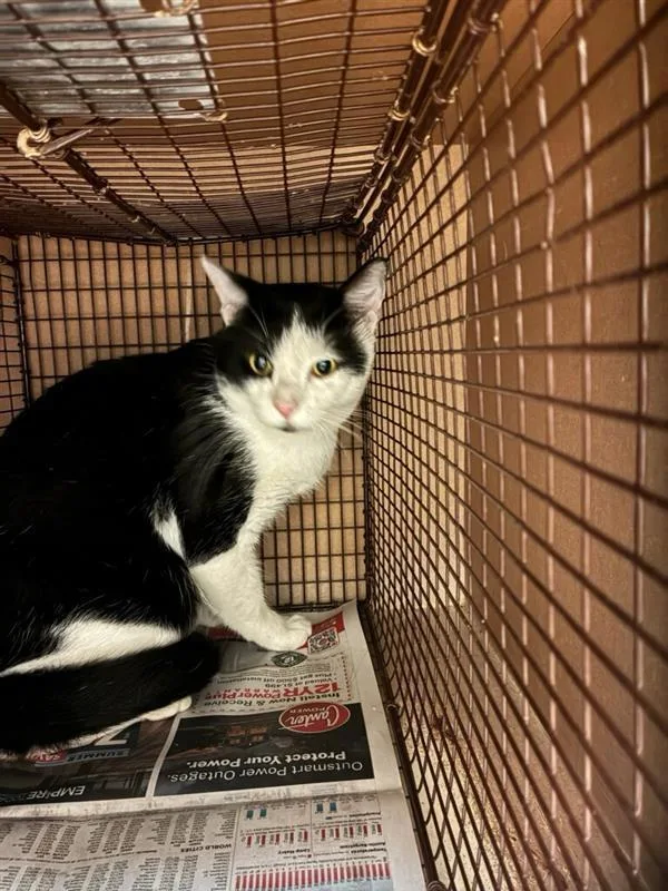 An adult small-sized unknown Domestic Short Hair cat named Max for adoption in Austin, TX