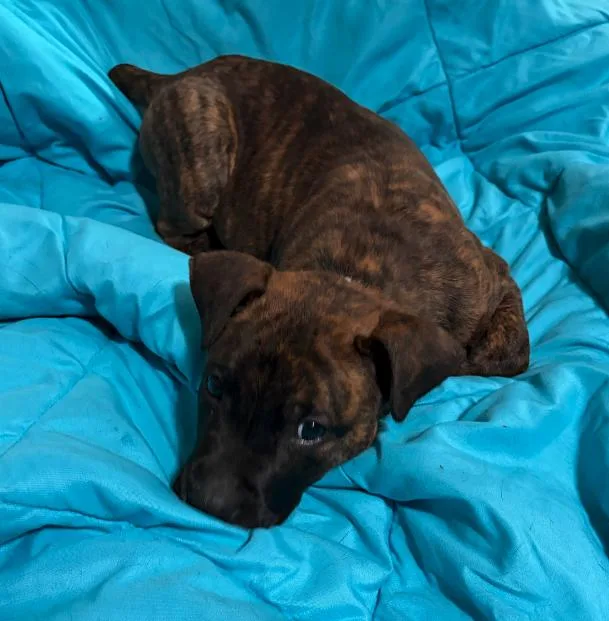 A baby small-sized male Terrier dog named Mookie for adoption in Plainfield, IL