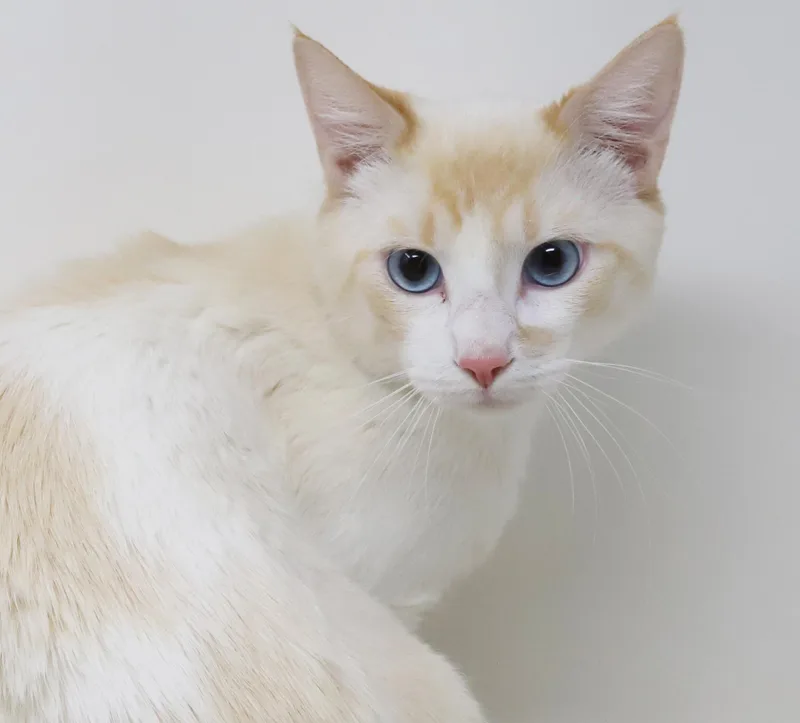 Wasabi Is That Cat...