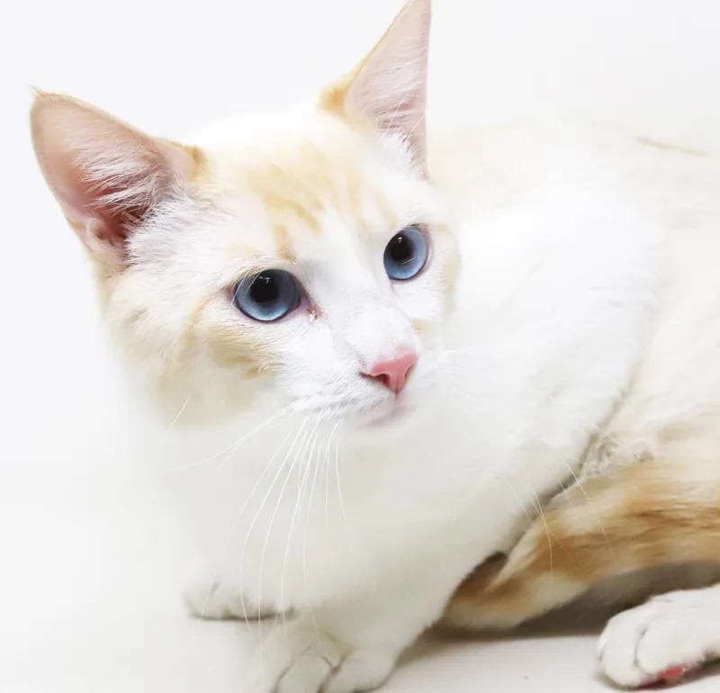 Wasabi Is That Cat... thumbnail 2