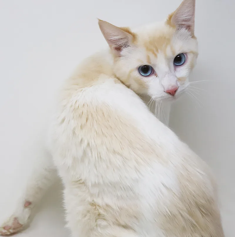 Wasabi Is That Cat... thumbnail 3