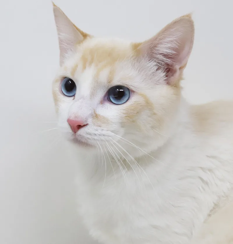 Wasabi Is That Cat... thumbnail 4