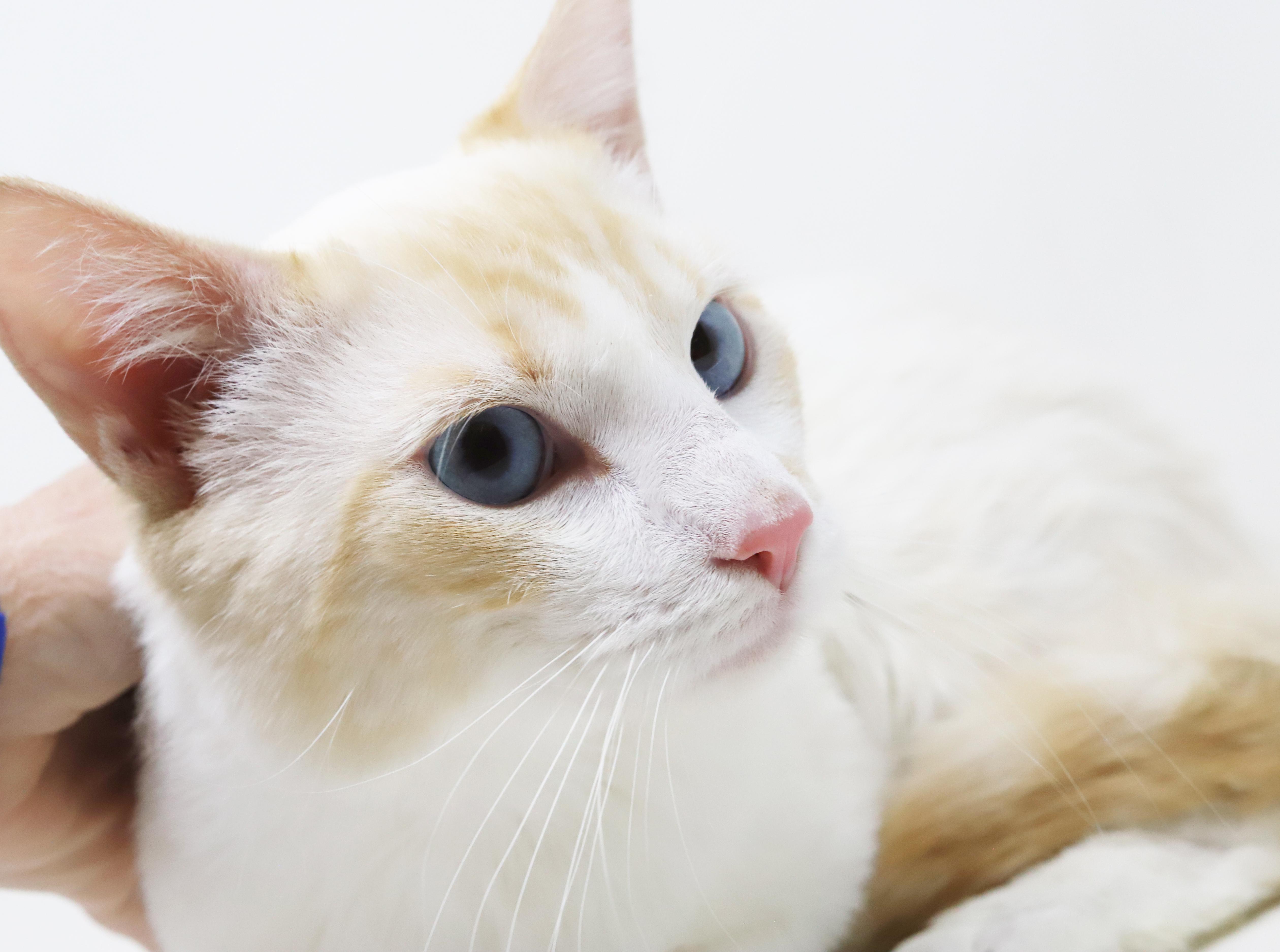 Wasabi Is That Cat... thumbnail 5