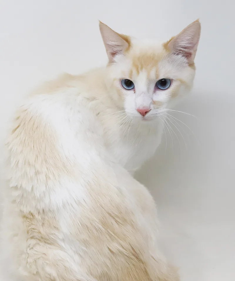 Wasabi Is That Cat... thumbnail 6