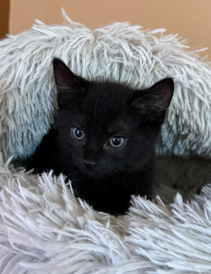 A baby medium-sized male Black Domestic Short Hair cat named Perry for adoption in South Elgin, IL