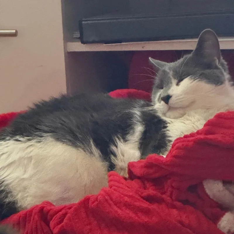 An adult large-sized male Gray / Blue / Silver Domestic Short Hair cat named Mr. Pickles for adoption in Philadelphia, PA