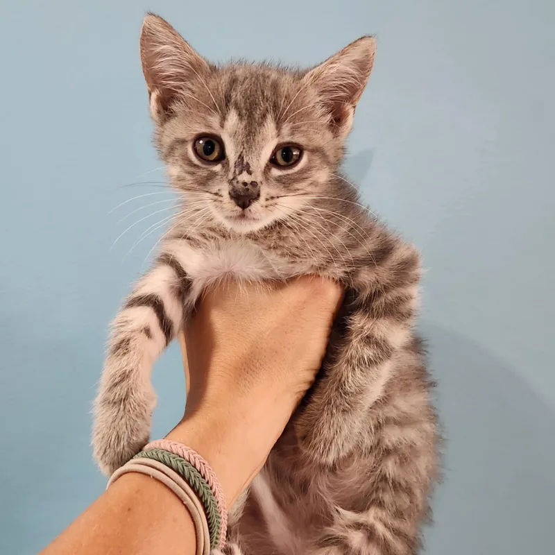 A baby small-sized female Tabby (Gray / Blue / Silver) Domestic Short Hair cat named Saag for adoption in Grand Rapids, MI