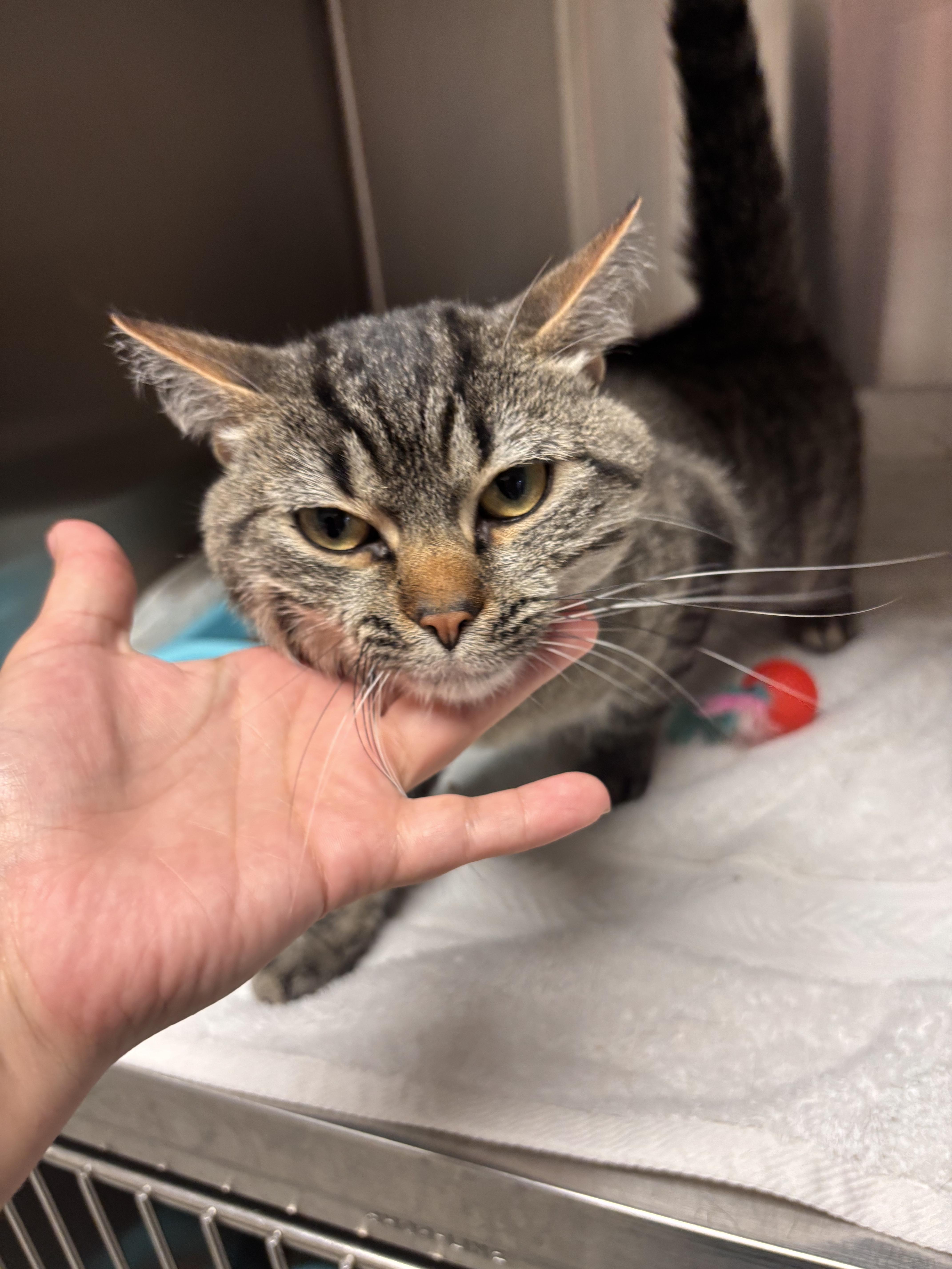 An adult large-sized male Domestic Short Hair cat named Mason for adoption in Blue Springs, MO