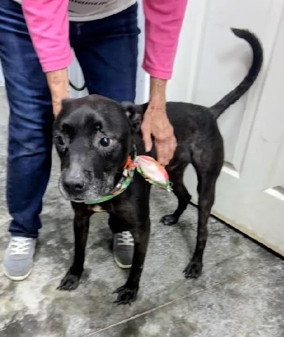 An adult medium-sized male Black Labrador Retriever dog named Rocket for adoption in Scottsburg, IN