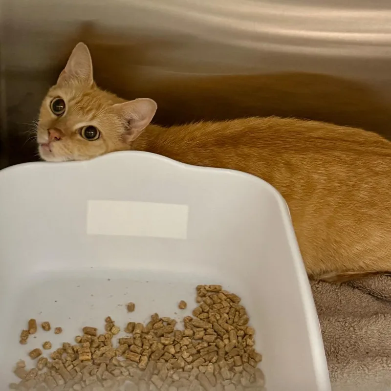 An adult medium-sized female Orange / Red Domestic Short Hair cat named Costco for adoption in Morganton, NC
