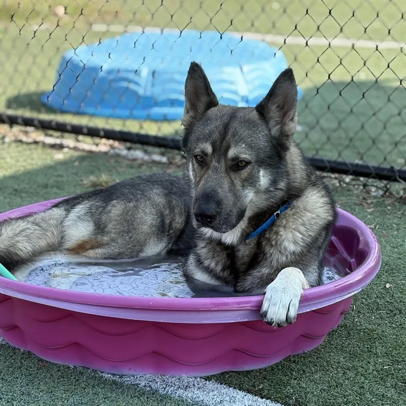 Carhartt thumbnail 2