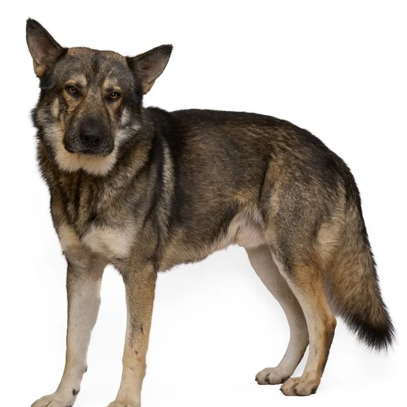 Carhartt thumbnail 3