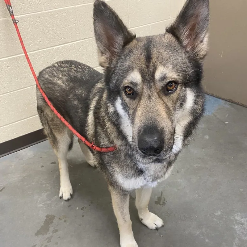 Carhartt thumbnail 4