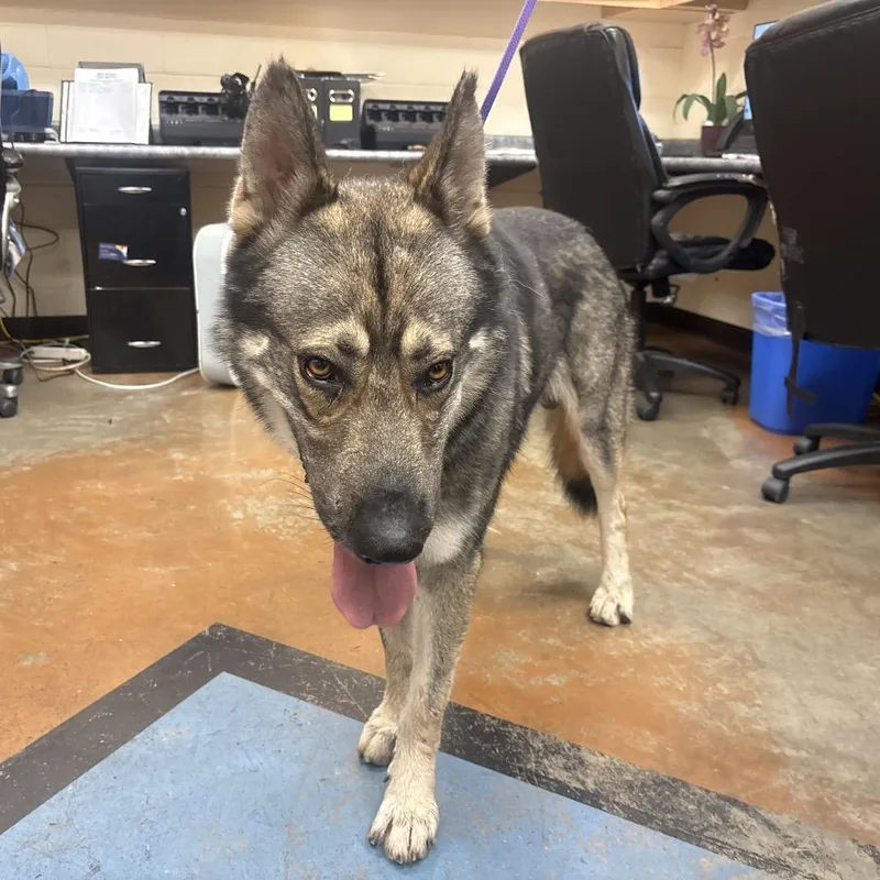 Carhartt thumbnail 5