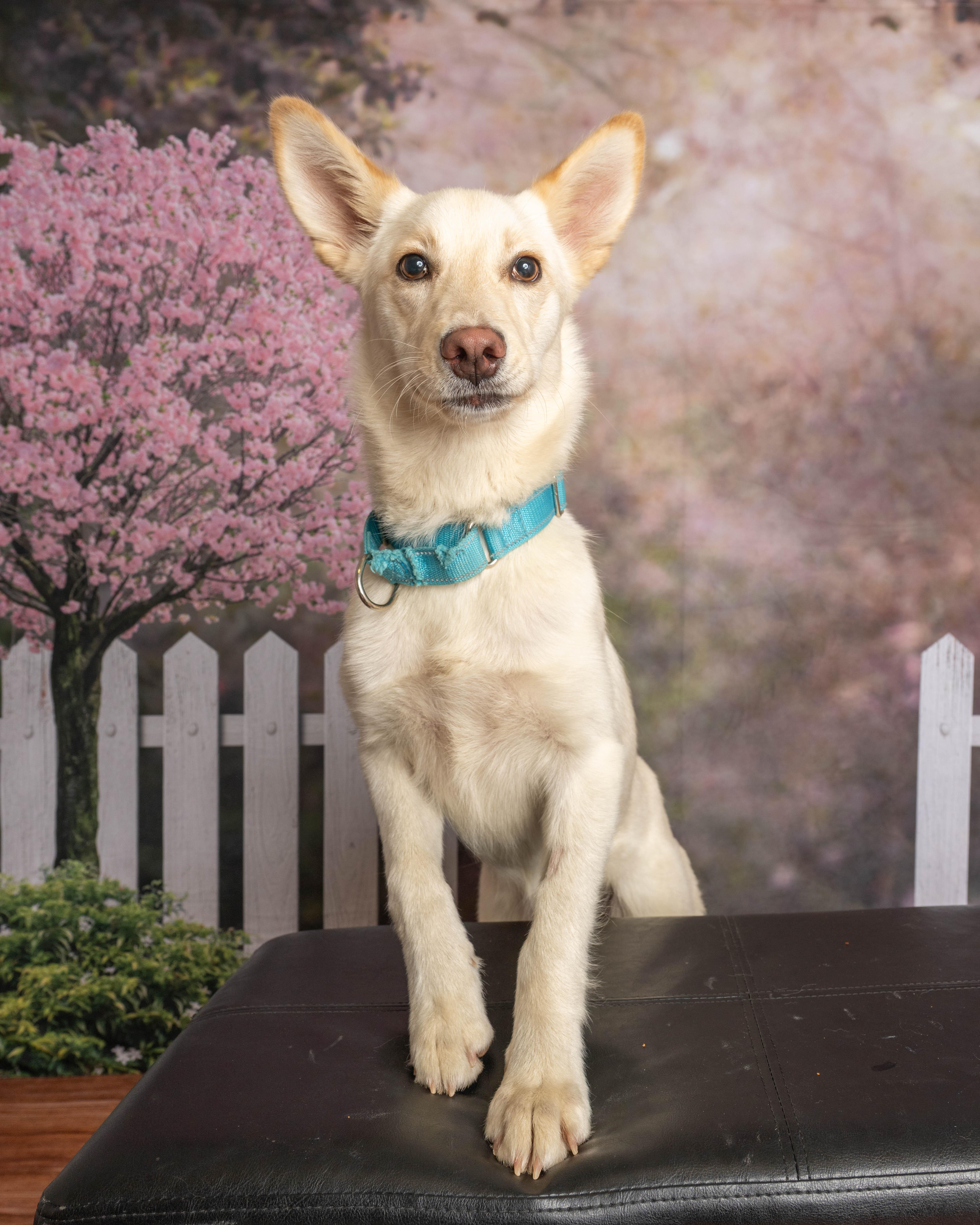 An adult medium-sized female White / Cream Mixed Breed dog named Clover for adoption in Rock Springs, WY