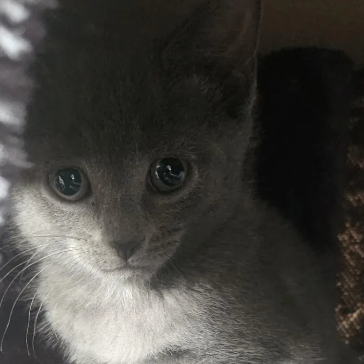 A baby small-sized female Gray / Blue / Silver Domestic Short Hair cat named Munchlax for adoption in Oceanside, NY