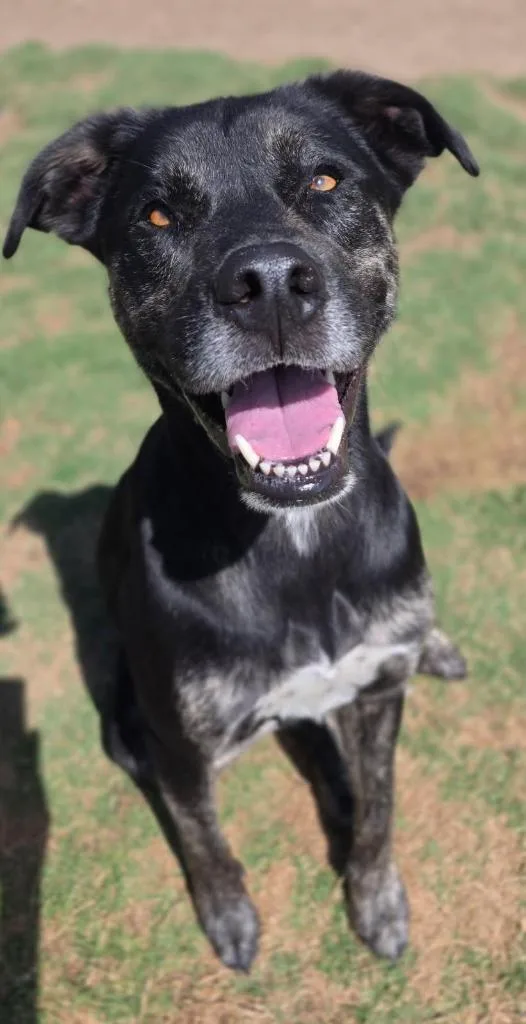 An adult large-sized male Catahoula Leopard Dog dog named Drako for adoption in Little Elm, TX