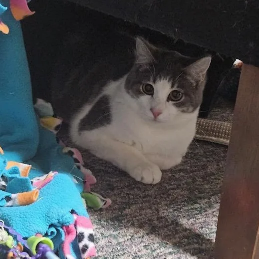 A baby medium-sized male White Domestic Short Hair cat named Orion for adoption in Hudsonville, MI