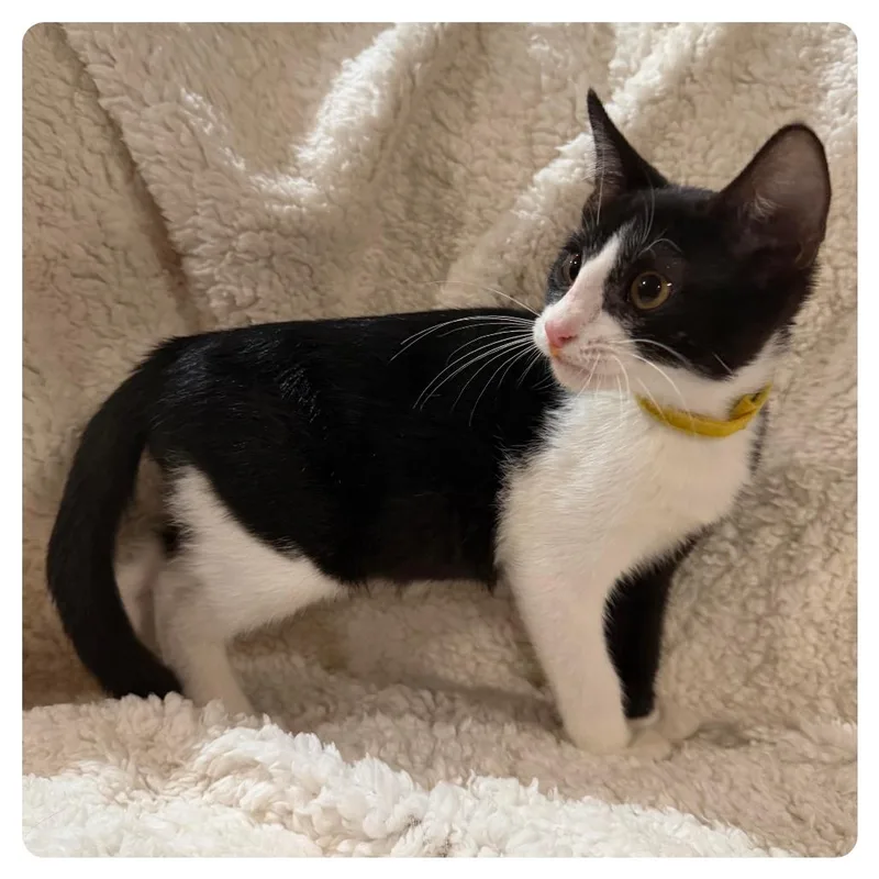 A baby small-sized male Black Domestic Short Hair cat named Oliver for adoption in Webster, TX