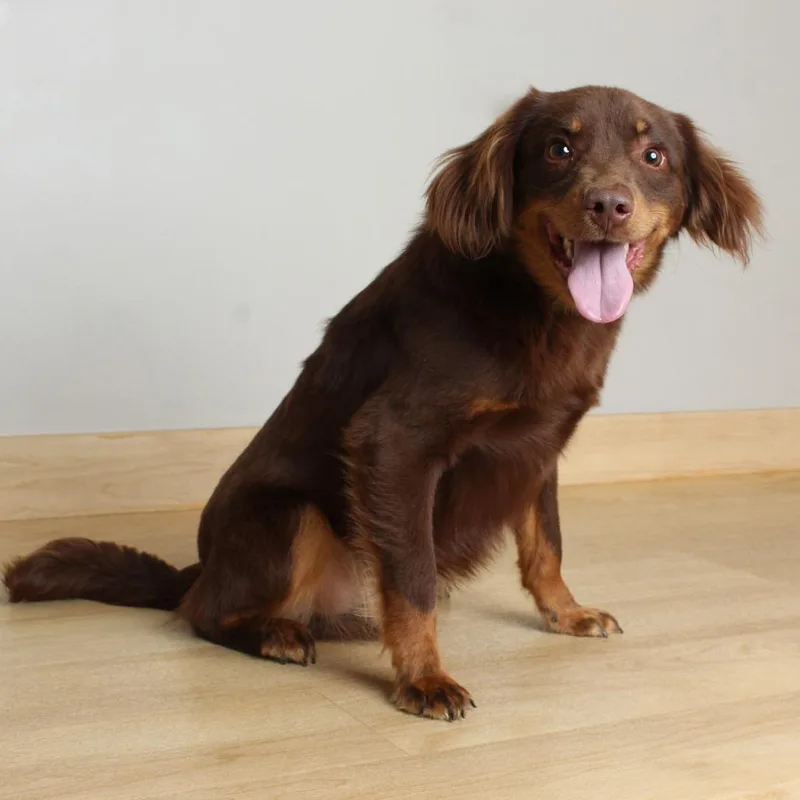 An adult small-sized male Brown / Chocolate Spaniel dog named Devereaux D for adoption in Minnetonka, MN