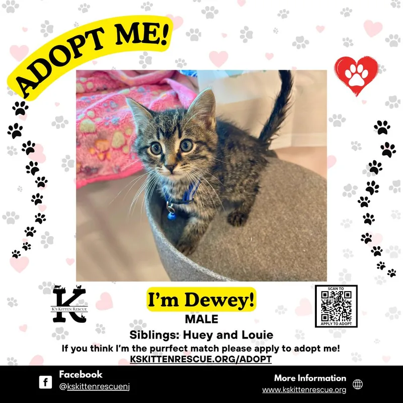 A baby medium-sized male Tabby (Gray / Blue / Silver) Domestic Short Hair cat named Dewey for adoption in Brick, NJ