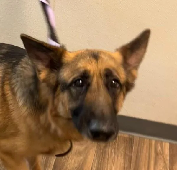 An adult large-sized male German Shepherd Dog dog named Odin for adoption in San Diego, CA