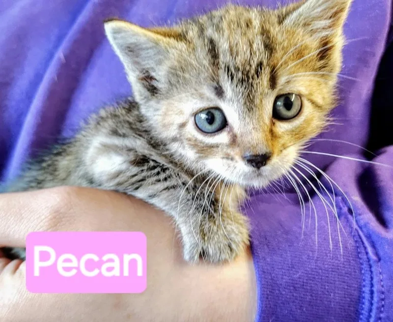 A baby small-sized female Domestic Medium Hair cat named Pecan for adoption in Mena, AR