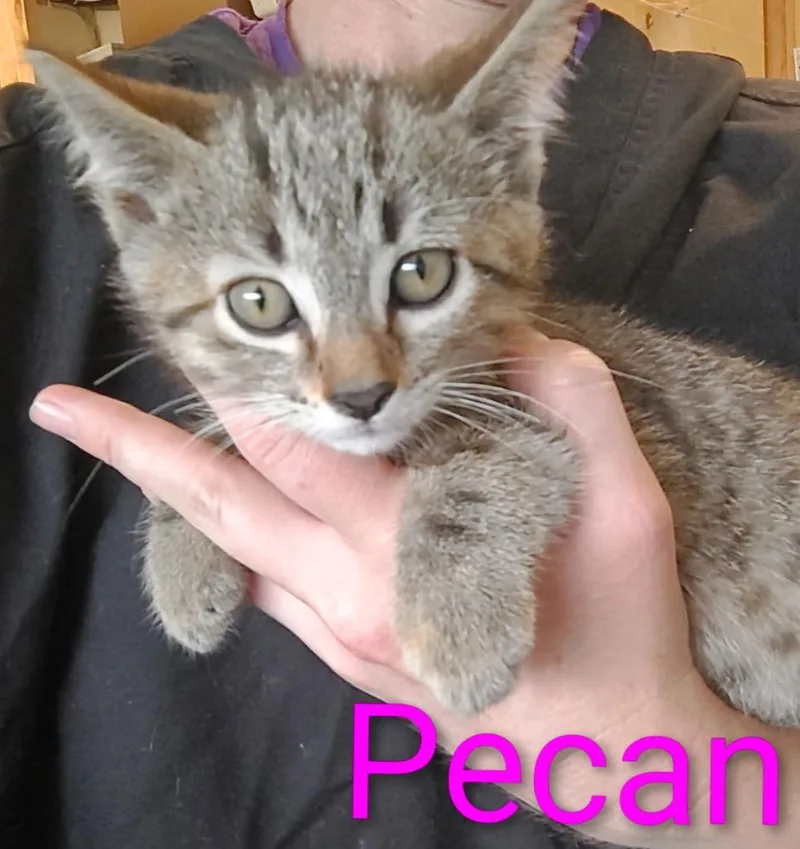 Pecan thumbnail 2