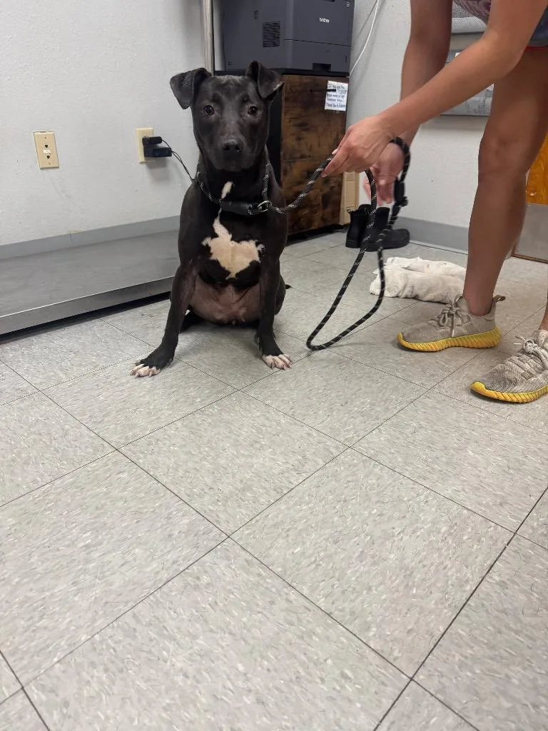 A young medium-sized female Pit Bull Terrier dog named Apple Dumpling for adoption in Sorrento, LA