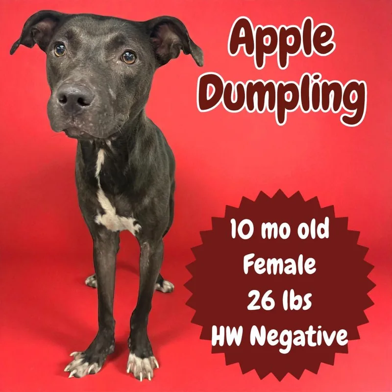 Apple Dumpling thumbnail 2