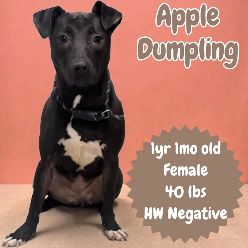 Apple Dumpling thumbnail 3
