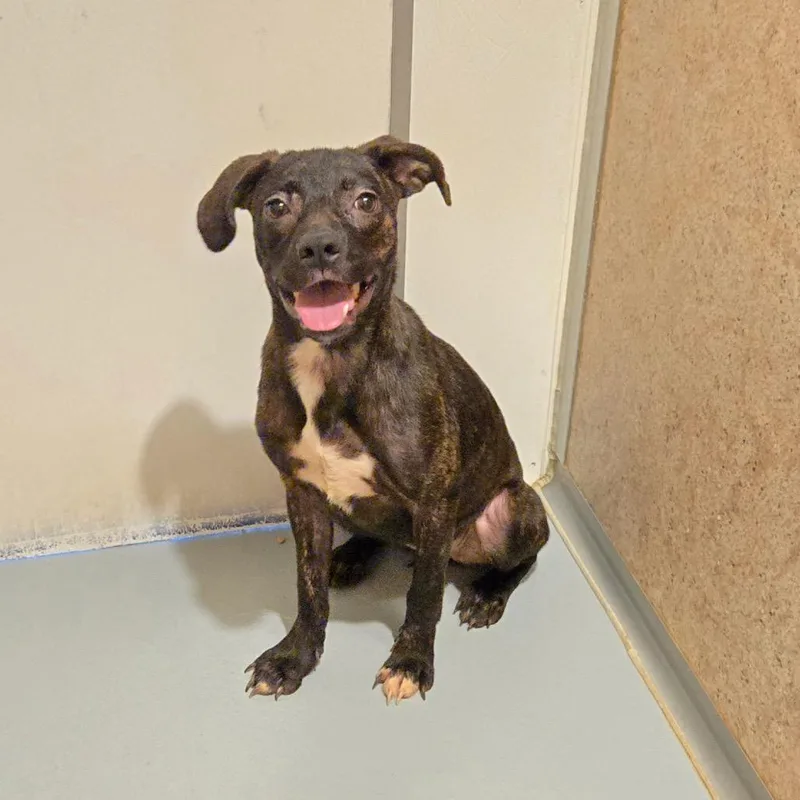 A young medium-sized female Brindle Pit Bull Terrier dog named Murphy for adoption in Pennsville, NJ