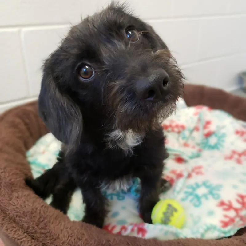 An adult small-sized female Black Scottish Terrier dog named Lolly for adoption in Manhattan, KS