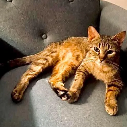 A young medium-sized female Tabby (Brown / Chocolate) Tabby cat named Honey for adoption in Kentwood, MI