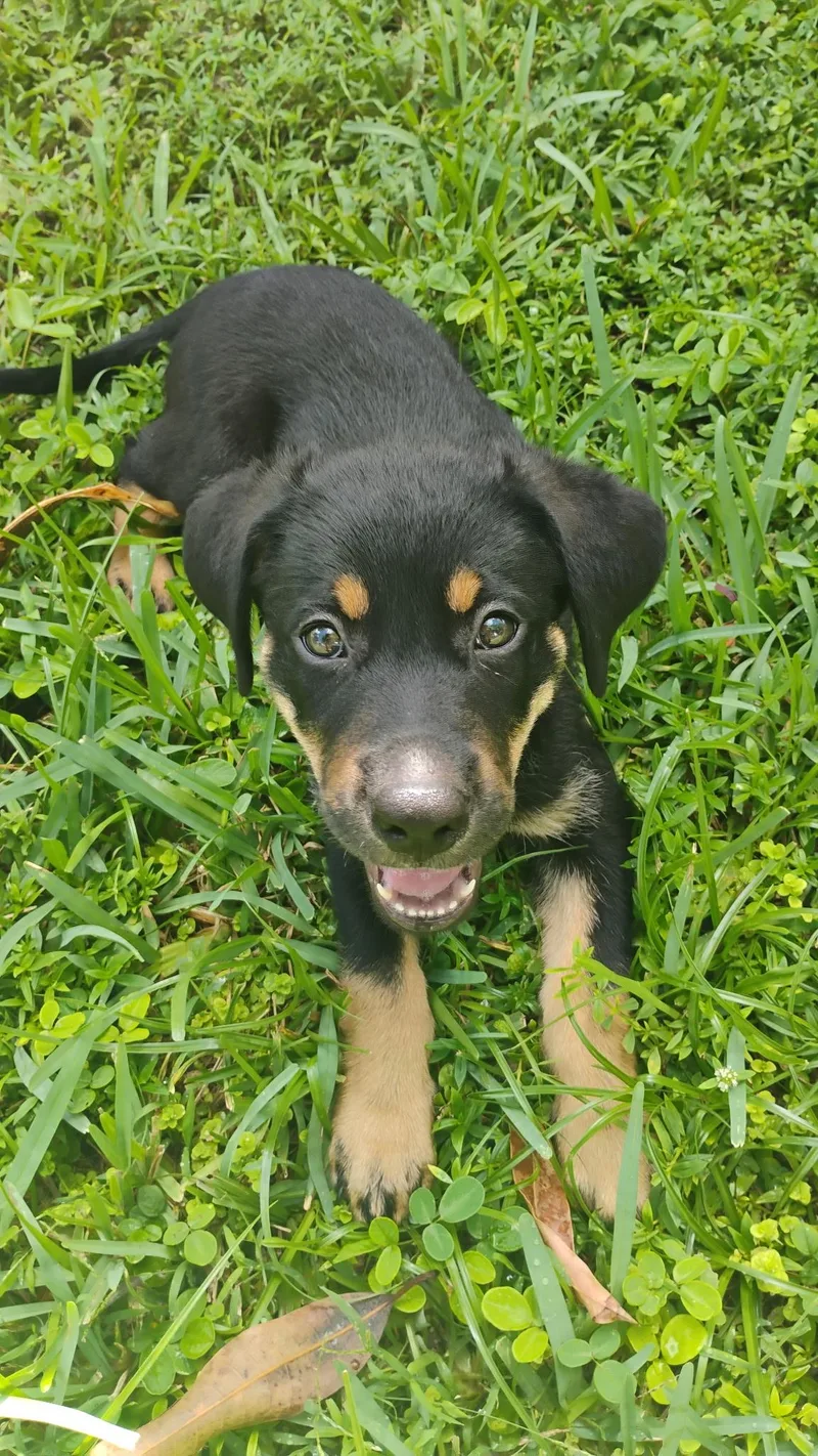 A young medium-sized male Labrador Retriever dog named Pinto for adoption in Miami, FL