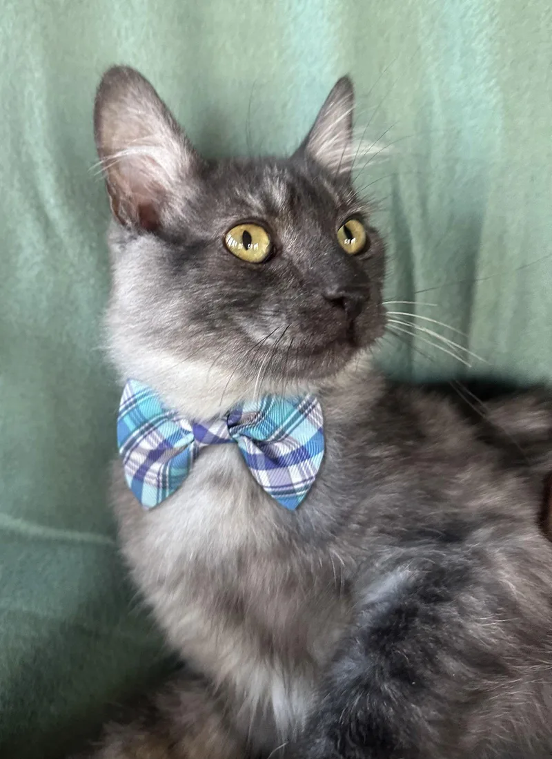 Infiniti thumbnail 2