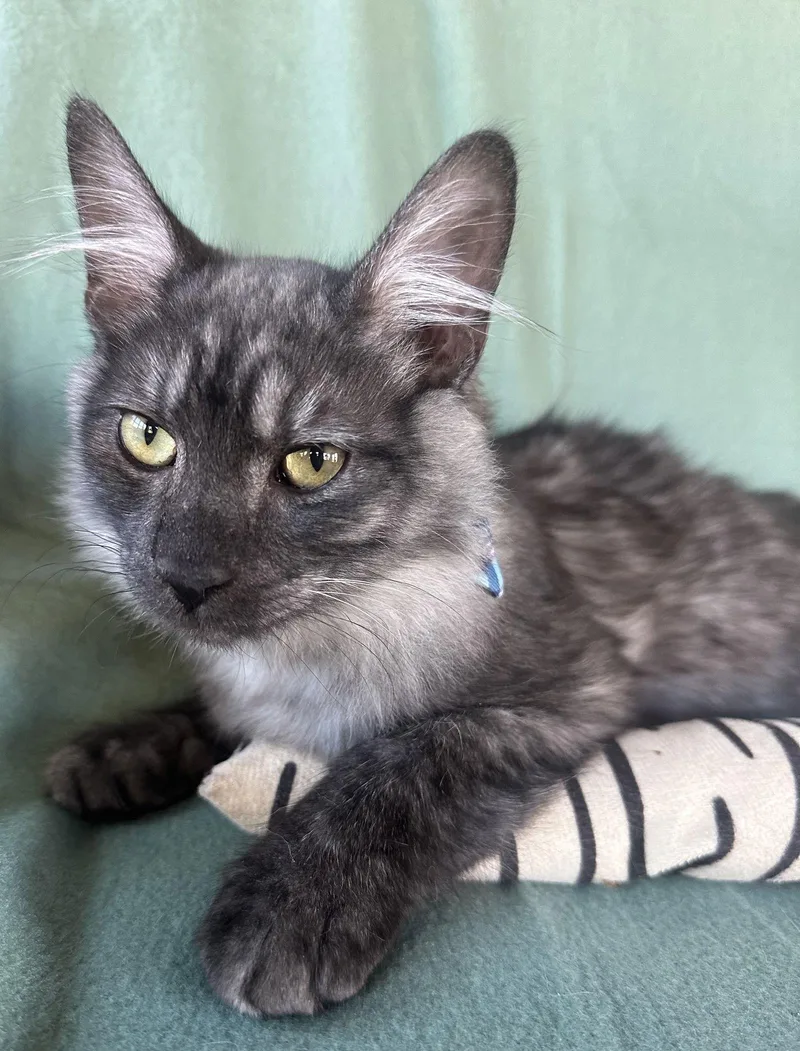 Infiniti thumbnail 3