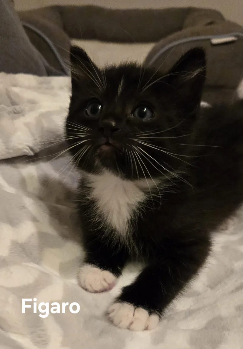 Figaro