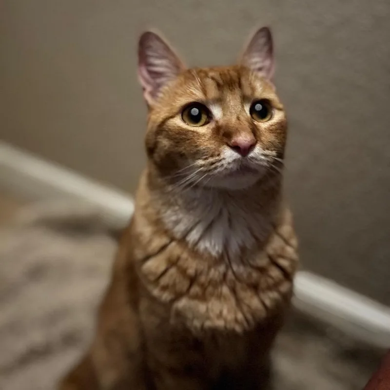 A young small-sized male Orange / Red Domestic Short Hair cat named Genaro for adoption in Midland, TX